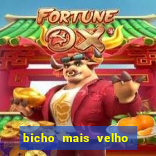 bicho mais velho da loteria dos sonhos